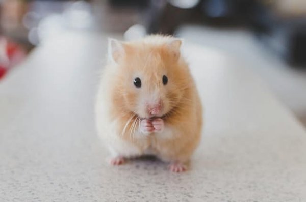 How to Create a Safe and Engaging Play Environment for Hamsters?