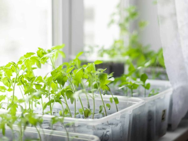 How to make the most of your window boxes ?